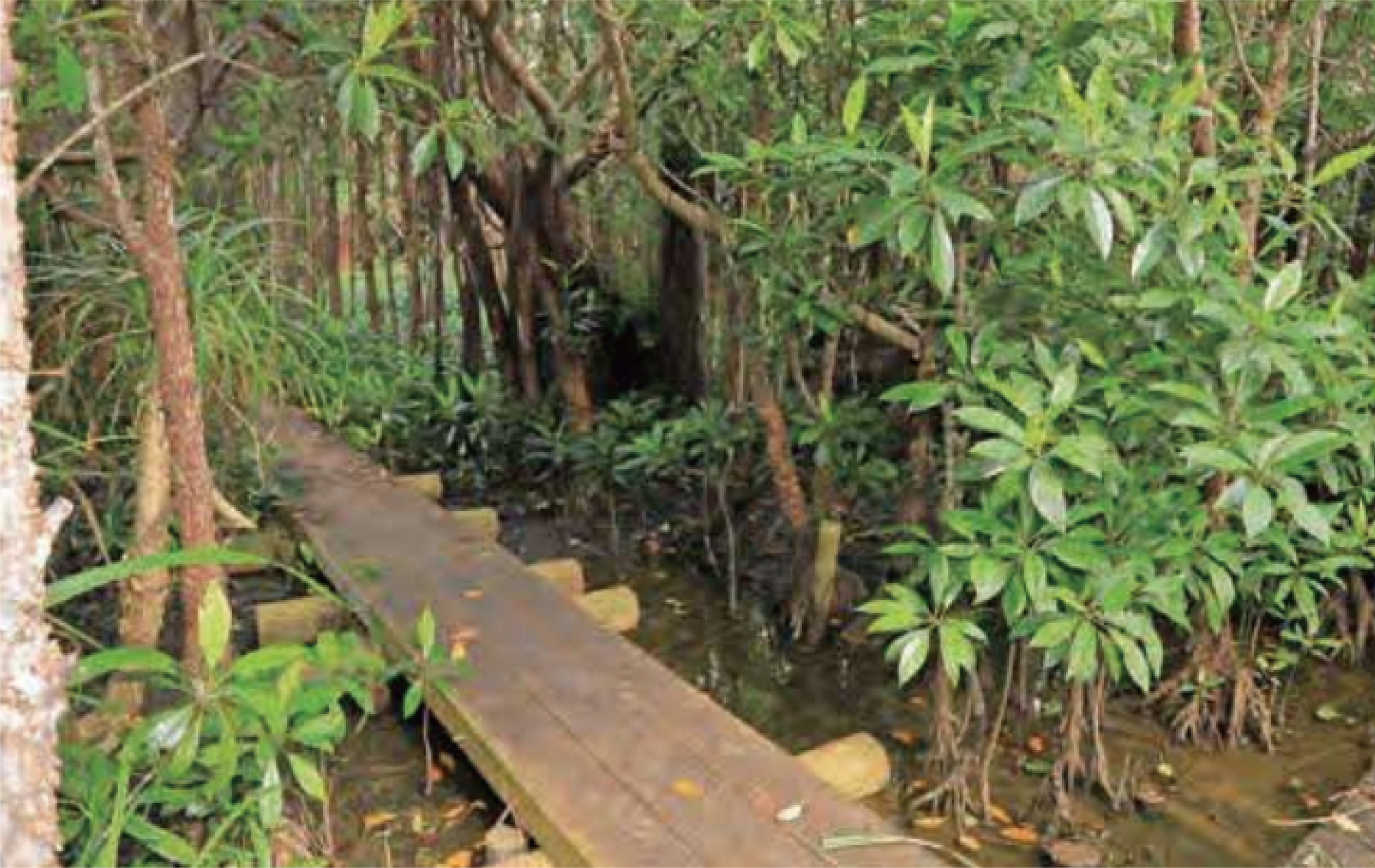 大池のオヒルギ群落