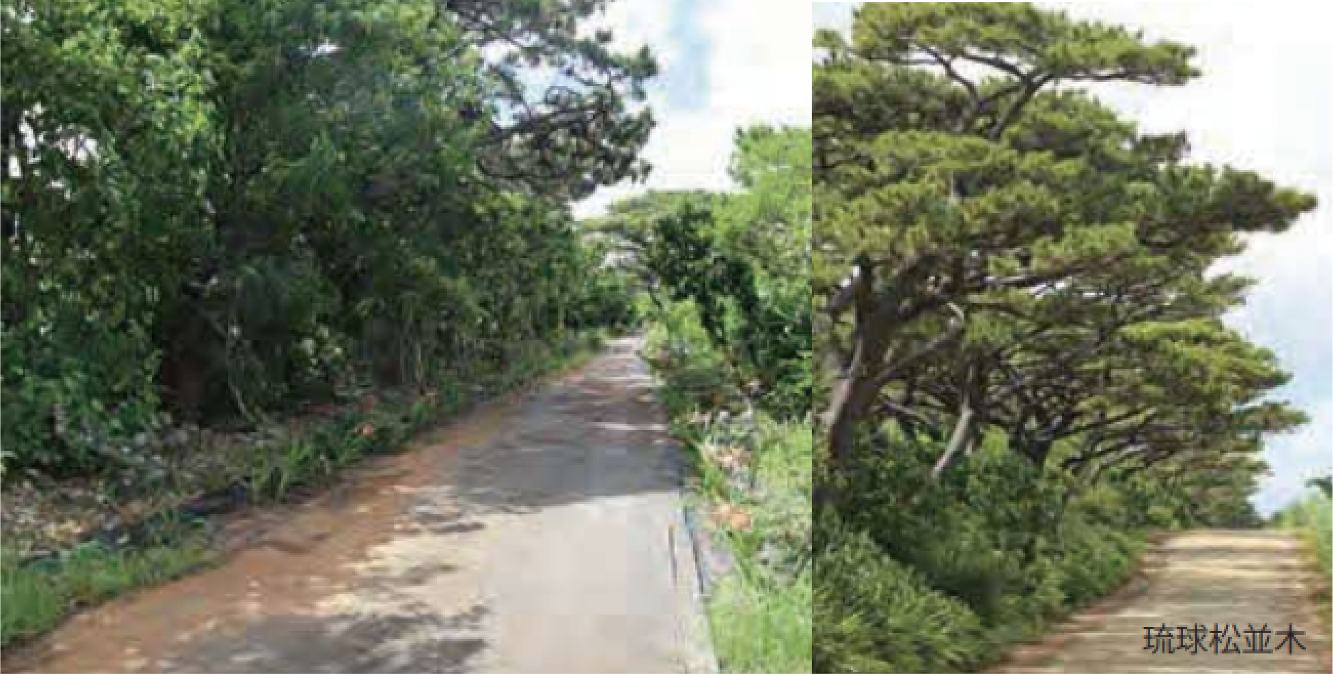 塩屋の琉球松並木の画像