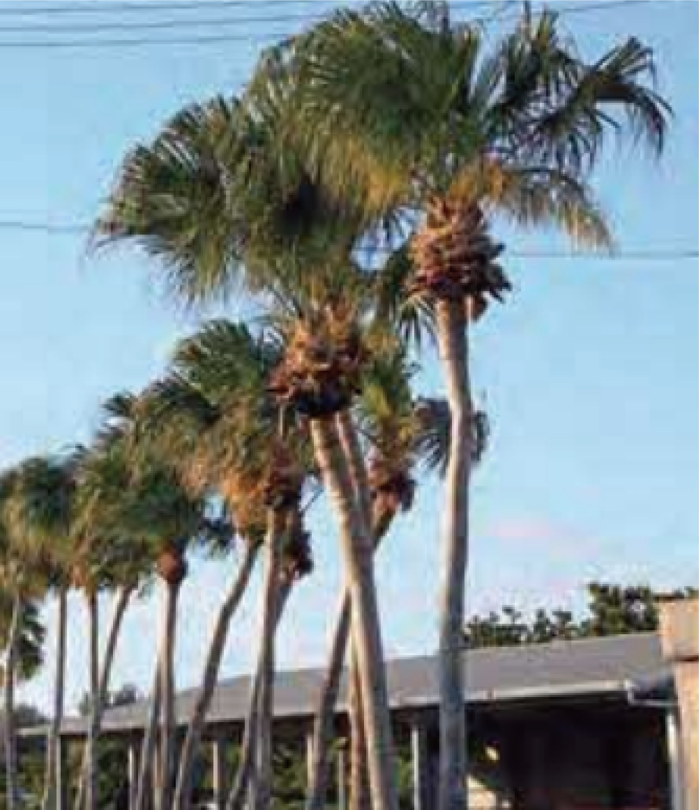 ダイトウビロウの画像