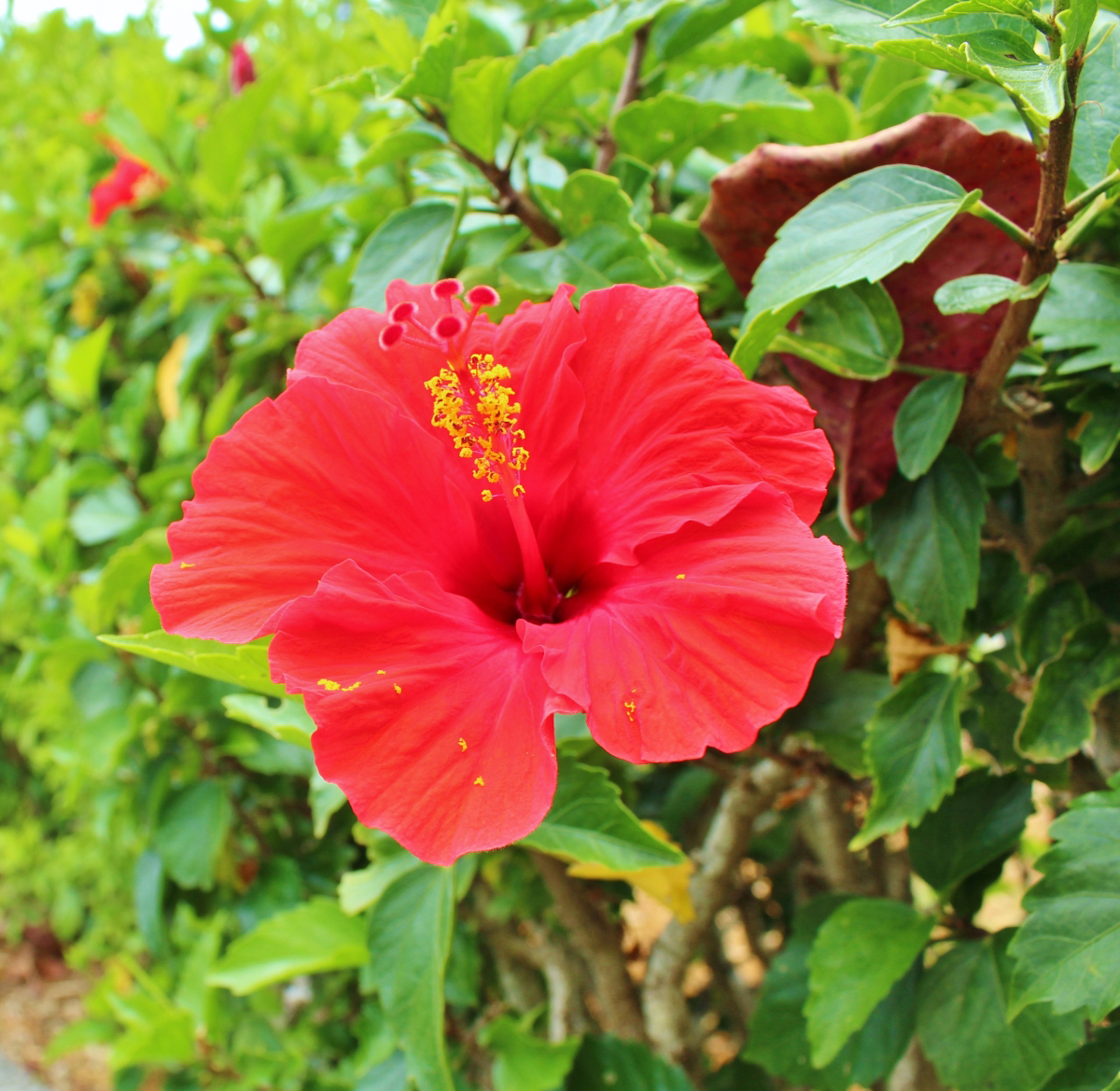 ハイビスカスの画像