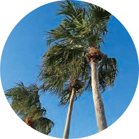 ダイドウビロウ画像