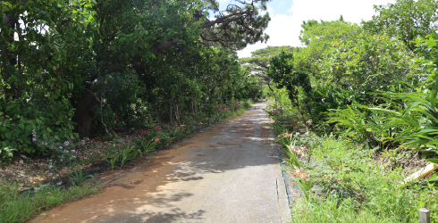 大東神社の参道画像