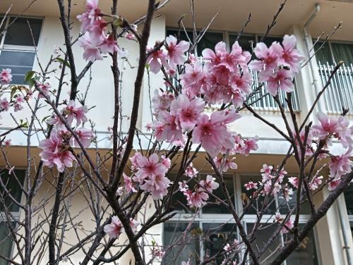 3月遅咲きの桜