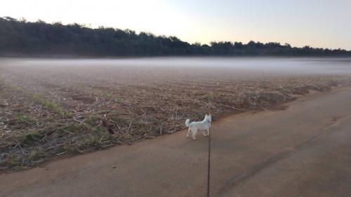 何！コレ？散歩中の犬もびっくり