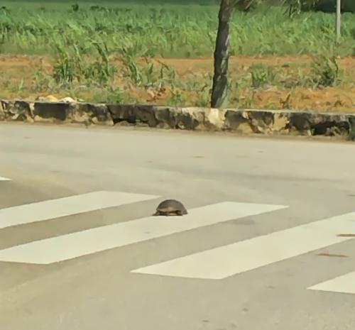 すっぽんも横断歩道を渡ります。