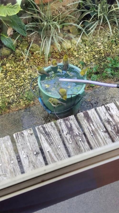 メジロが水遊び