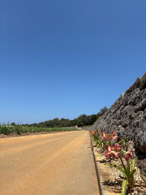 勝坂のアマリリス