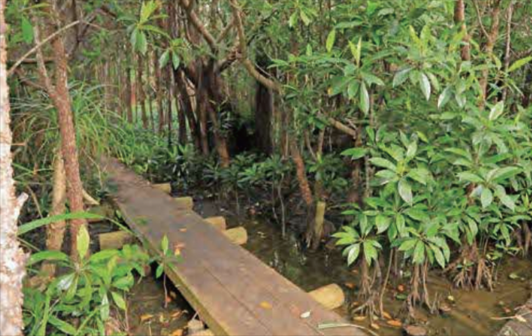 大池のオヒルギ群落