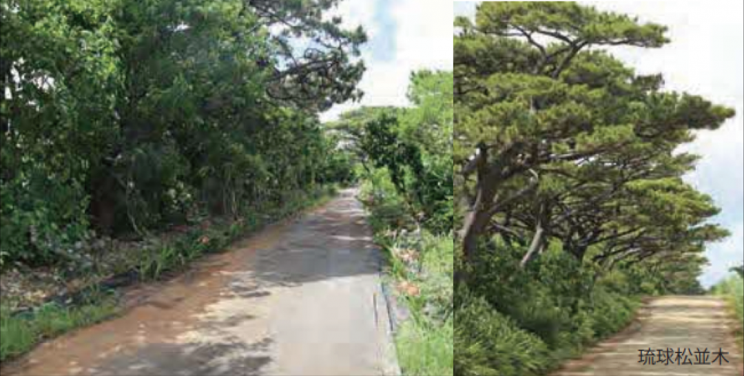 塩屋の琉球松並木の画像