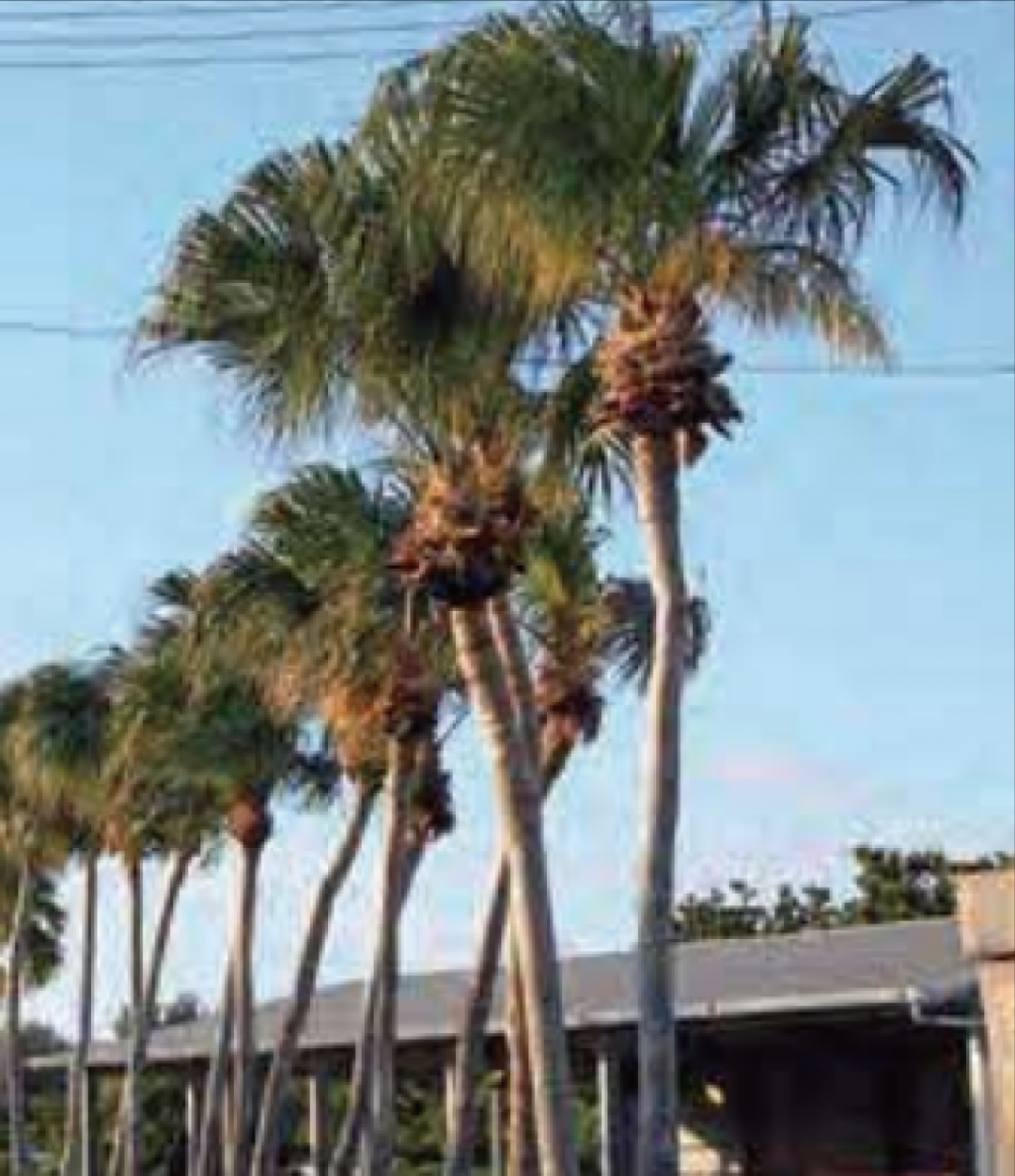 ダイトウビロウの画像